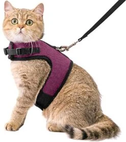 Kattentuigje Met Leiband Riem Kattenharnas Paars Maat M Kat & Kitten - Dieren Kattenriem - Cat Leash - Halsomvang 20 Tot 26cm - Borstomvang 30 Tot 34cm - Zootic®
