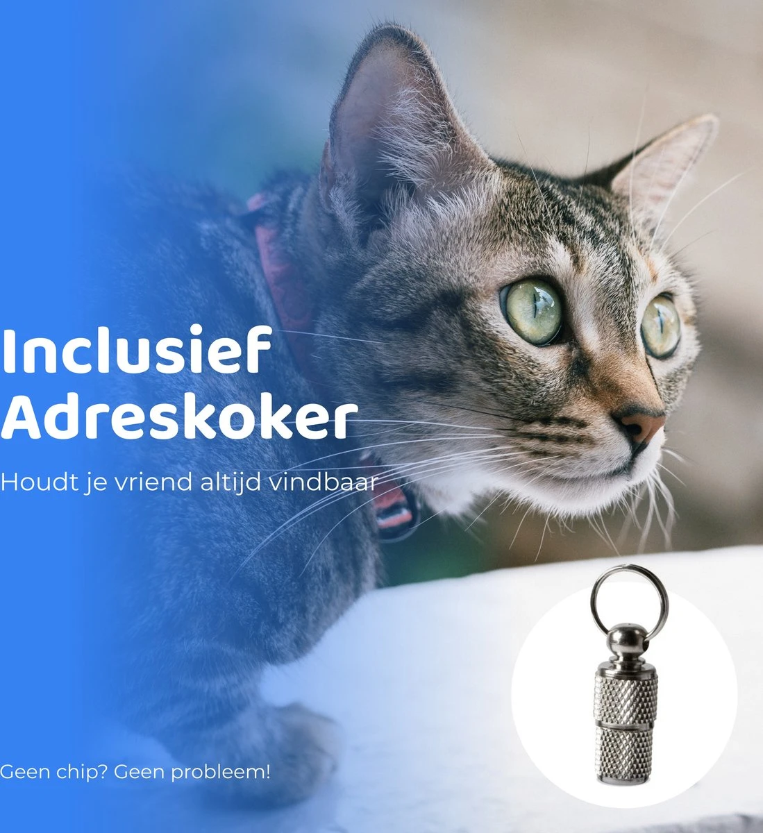 ACE Pets Reflecterende Kattenhalsband Met Veiligheidssluiting – Halsband Kat & Kitten - Met Adreskoker - Kittenhalsband & Kattenbandje Met Belletje - Zwart 6 ACE Pets Reflecterende Kattenhalsband Met Veiligheidssluiting – Halsband Kat & Kitten - Met Adreskoker - Kittenhalsband & Kattenbandje Met Belletje - Zwart - Afbeelding 6