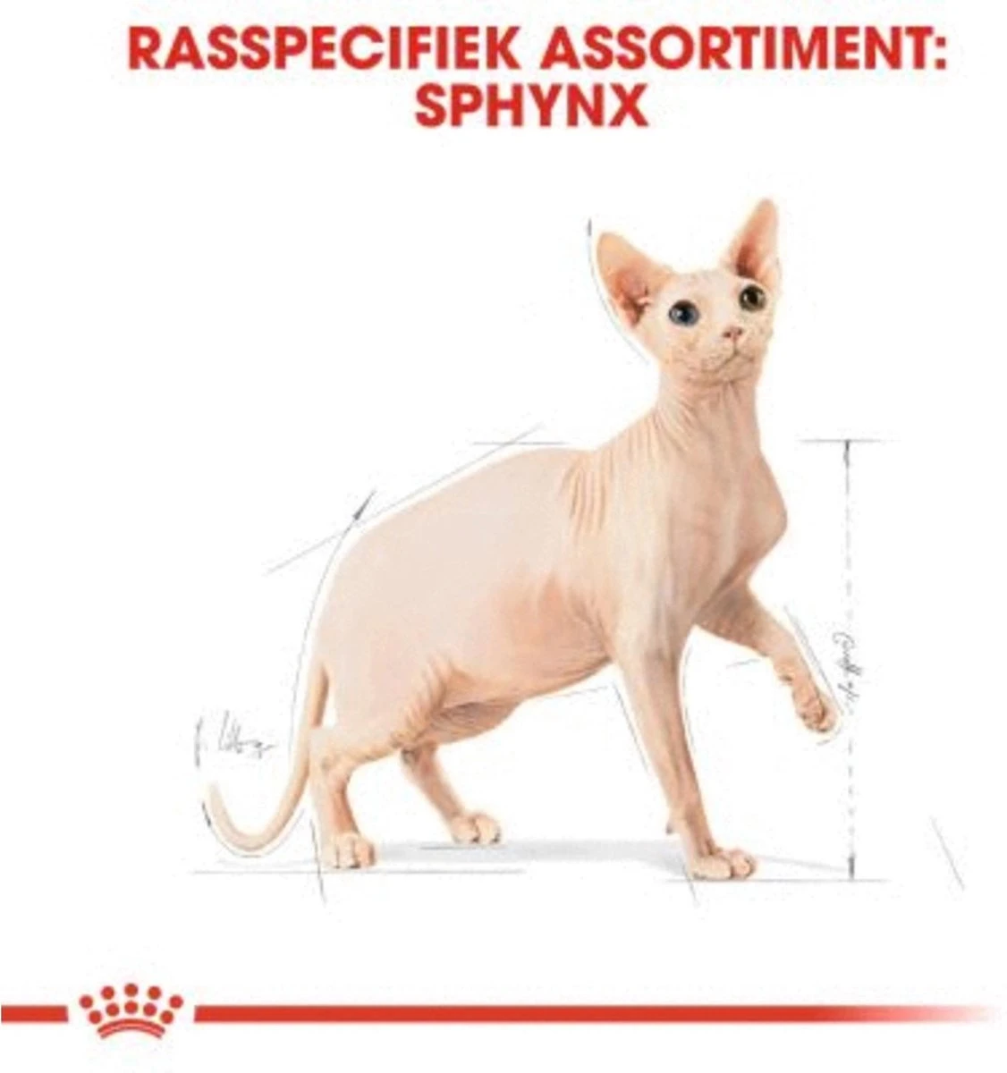 Royal Canin Sphynx Adult - Kattenvoer - 10 Kg 4 Royal Canin Sphynx Adult - Kattenvoer - 10 Kg - Afbeelding 4