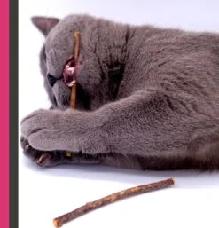 Make Me Purr Matatabi Sticks (20 Stuks) - Silver Vine Kattenkruid Stokjes - Catnip Effect Kauwstokjes - Kattensnack Kattensnoepjes - Kattenspeelgoed Kattenspeeltjes -Merkloos Winkel 1152x1200 3