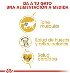 Royal Canin British Shorthair Adult - Kattenvoer - 2 Kg 26 Royal Canin British Shorthair Adult - Kattenvoer - 2 Kg -Merkloos Winkel 1154x1200 1