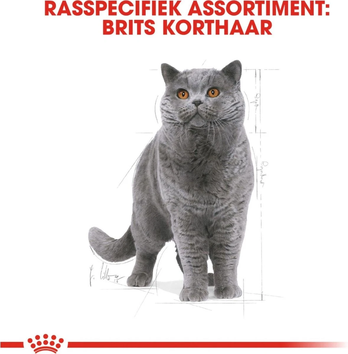 Royal Canin British Shorthair Adult - Kattenvoer - 2 Kg 2 Royal Canin British Shorthair Adult - Kattenvoer - 2 Kg - Afbeelding 2
