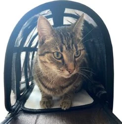 Opvouwbare Katten Reismand - Met Schouderband En Kattenbakmat - Reismand Kat - 49x30x26 Cm - Wasmachinebestendig - Zwart - Hondendraagtas - Kattenreismand - Draagtas Voor Dieren - Kattenmand -Merkloos Winkel 1181x1200 8