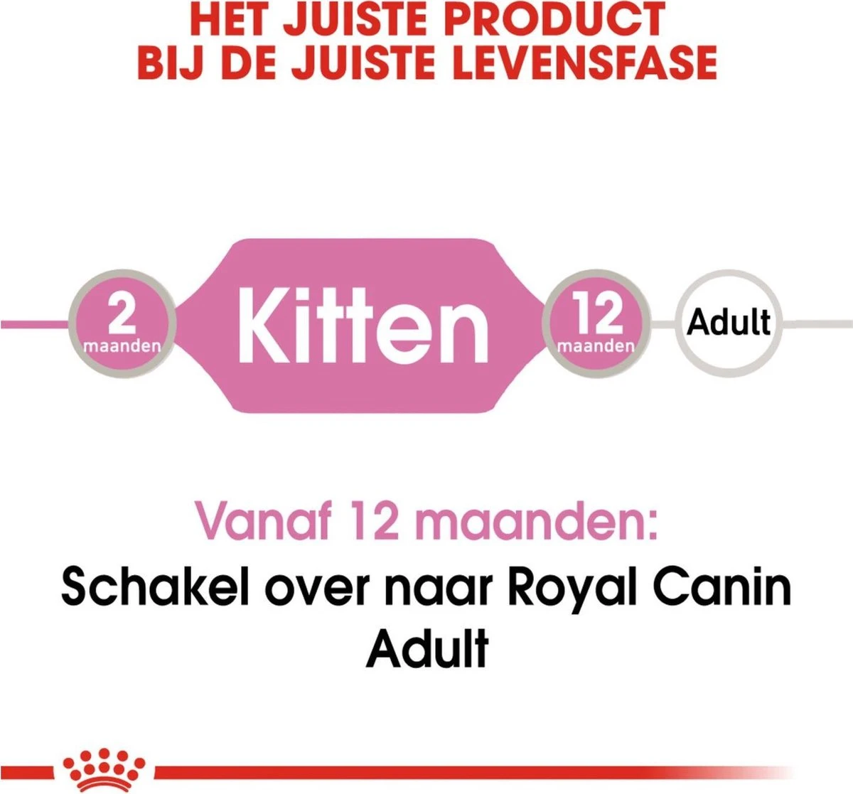 Royal Canin Kitten In Jelly - Kattenvoer - 1020 G 12 Royal Canin Kitten In Jelly - Kattenvoer - 1020 G - Afbeelding 12