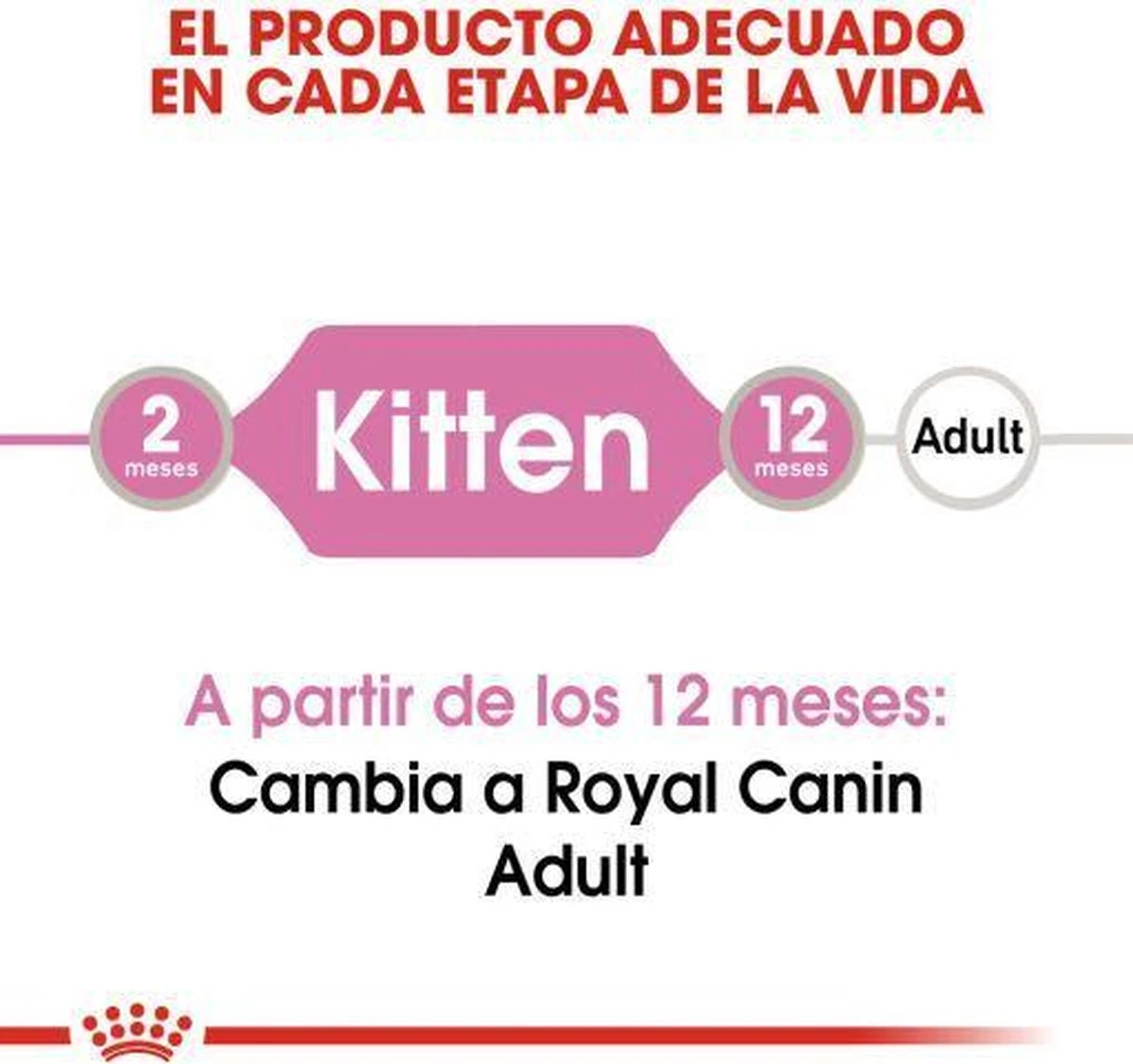 Royal Canin Kitten In Jelly - Kattenvoer - 1020 G 6 Royal Canin Kitten In Jelly - Kattenvoer - 1020 G - Afbeelding 6