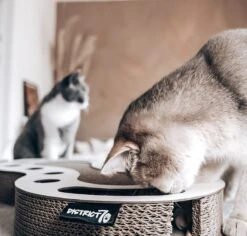 Interactief Design Krabspeelgoed Voor Katten Van Duurzaam Karton - District 70 SNAKE - Zwart 24 Interactief Design Krabspeelgoed Voor Katten Van Duurzaam Karton - District 70 SNAKE - Zwart -Merkloos Winkel 1200x1146 2