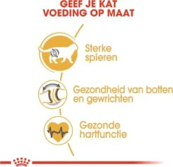 Royal Canin British Shorthair Adult - Kattenvoer - 2 Kg 20 Royal Canin British Shorthair Adult - Kattenvoer - 2 Kg -Merkloos Winkel 1200x1159 16