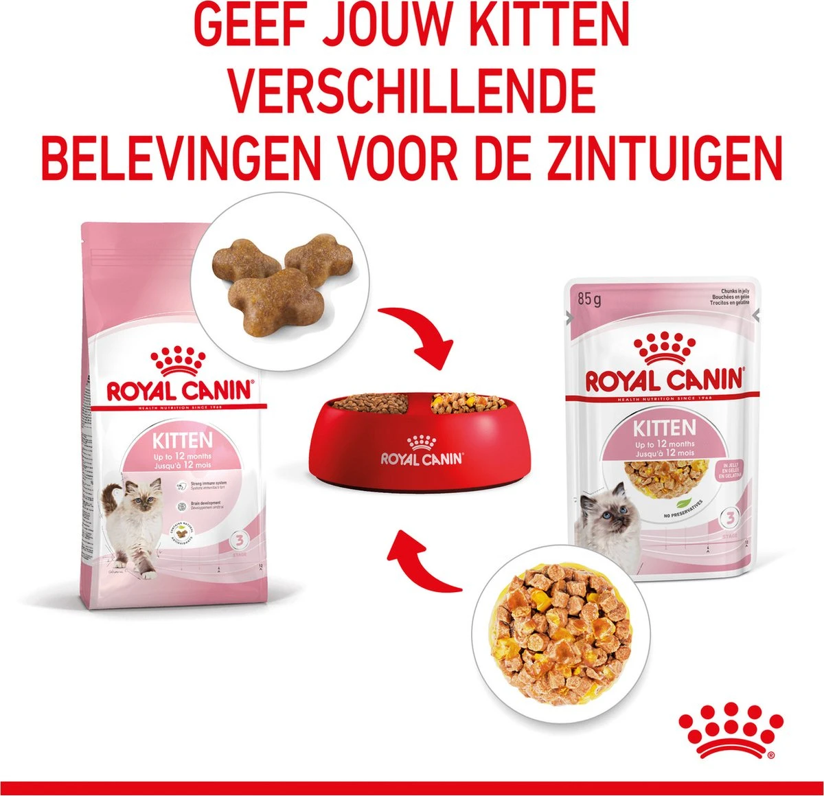 Royal Canin Kitten In Jelly - Kattenvoer - 1020 G 8 Royal Canin Kitten In Jelly - Kattenvoer - 1020 G - Afbeelding 8