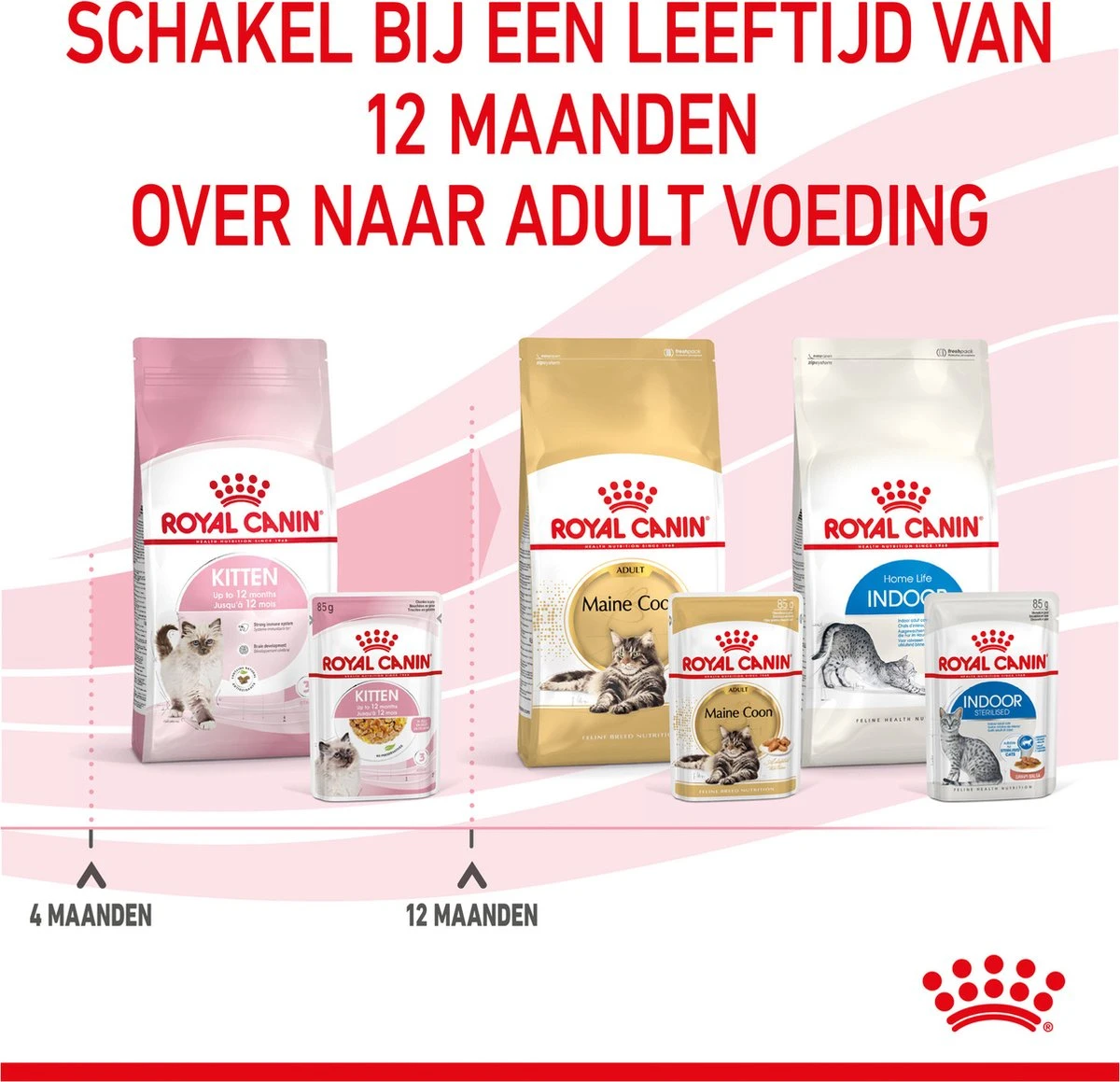 Royal Canin Kitten In Jelly - Kattenvoer - 1020 G 13 Royal Canin Kitten In Jelly - Kattenvoer - 1020 G - Afbeelding 13