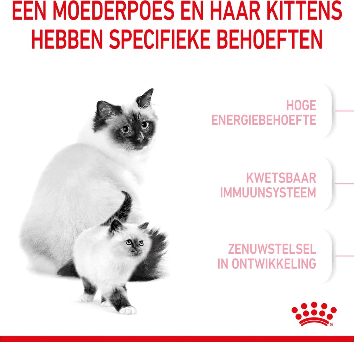 Royal Canin Mother & Babycat - Kattenvoer - 4 Kg 4 Royal Canin Mother & Babycat - Kattenvoer - 4 Kg - Afbeelding 4