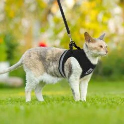 Merkloos Kattentuigje Met Looplijn | Zwart Kattenharnas | Easy Step In | Kattenriem | Kattenlijn | Kattentuig | Maat S 15 Merkloos Kattentuigje Met Looplijn | Zwart Kattenharnas | Easy Step In | Kattenriem | Kattenlijn | Kattentuig | Maat S -Merkloos Winkel 1200x1200 1188