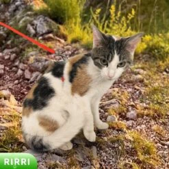 Rirri Kattenharnas Met Looplijn - Kattentuigje Met Looplijn Hoogwaardige Kwaliteit - Rood -Merkloos Winkel 1200x1200 1196