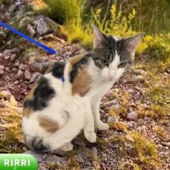 Rirri Kattenharnas Met Looplijn - Kattentuigje Met Looplijn Hoogwaardige Kwaliteit - Blauw -Merkloos Winkel 1200x1200 1215