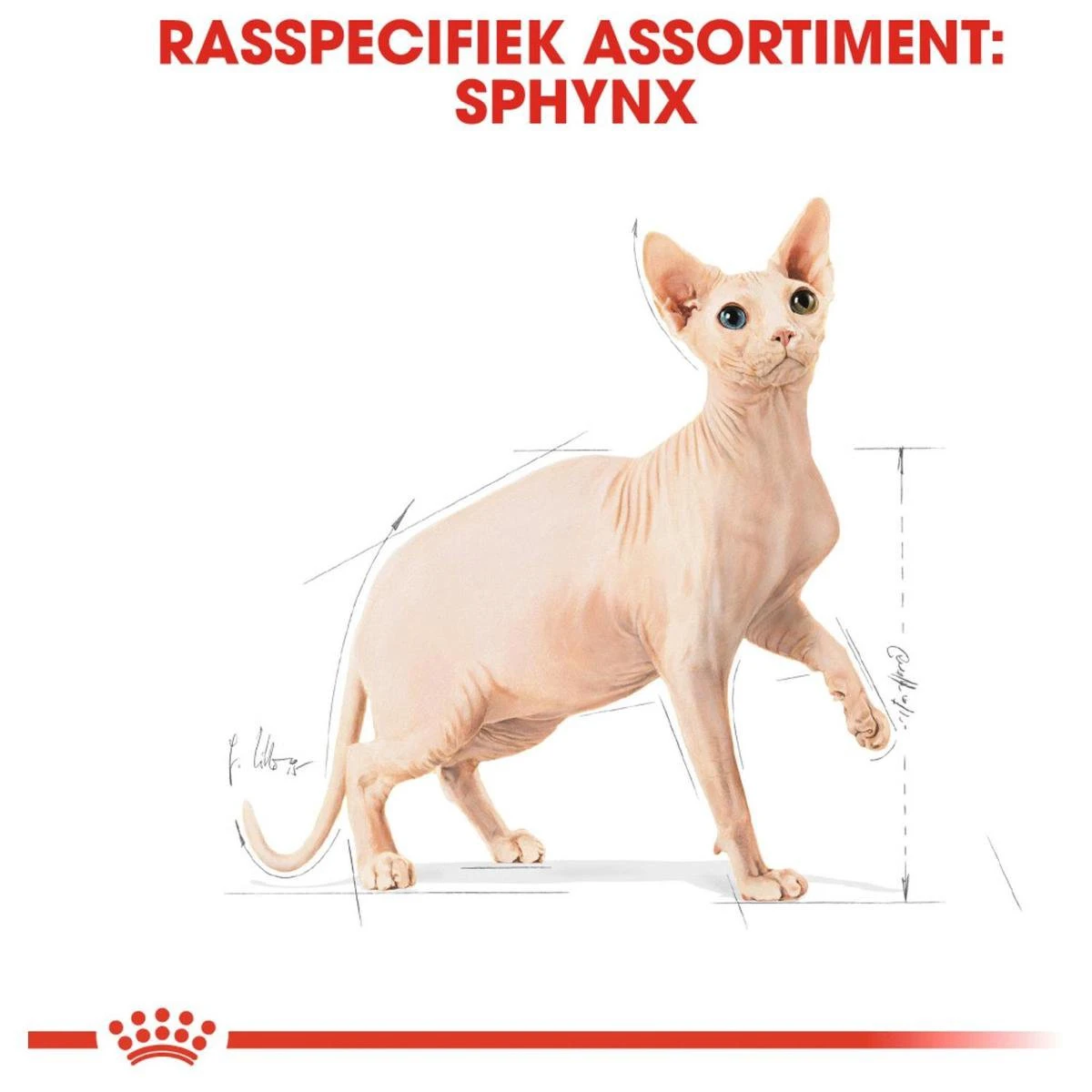 Royal Canin Sphynx Adult - Kattenvoer - 10 Kg 9 Royal Canin Sphynx Adult - Kattenvoer - 10 Kg - Afbeelding 9