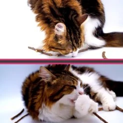 Make Me Purr Matatabi Sticks (20 Stuks) - Silver Vine Kattenkruid Stokjes - Catnip Effect Kauwstokjes - Kattensnack Kattensnoepjes - Kattenspeelgoed Kattenspeeltjes -Merkloos Winkel 1200x1200 181