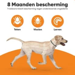 Nafurapets Vlooienband Voor Hond – Anti Vlooien – Teken Band – 100% Natuurlijk – 8 Maanden Bescherming – Grote & Kleine Hond -Merkloos Winkel 1200x1200 20