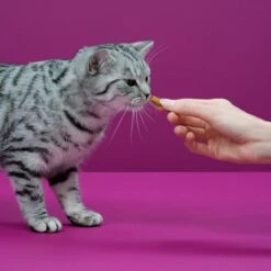 Whiskas Temptations Kattensnacks - Kip En Kaas - 8 X 60 Gr -Merkloos Winkel 1200x1200 206