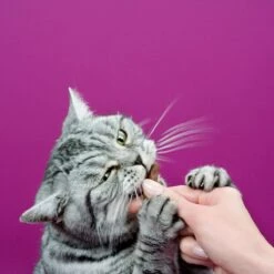 Whiskas Sticks Kattensnack - Kip - 14 X 6 Stuks 5 Whiskas Sticks Kattensnack - Kip - 14 X 6 Stuks -Merkloos Winkel 1200x1200 208