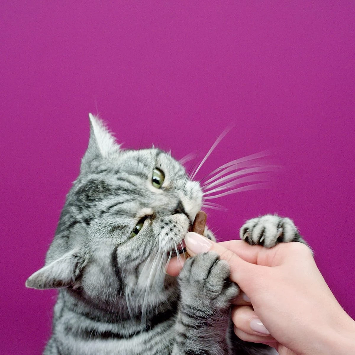 Whiskas Sticks Kattensnack - Kip - 14 X 6 Stuks 3 Whiskas Sticks Kattensnack - Kip - 14 X 6 Stuks - Afbeelding 3