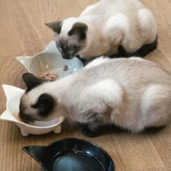 Navaris Voerbakjes Voor Katten - Set Van 3 Voer- En Waterbakken - Met Kattenkopjes Vorm - Antislip - Etensbakjes In Grijs, Wit En Zwart 10 Navaris Voerbakjes Voor Katten - Set Van 3 Voer- En Waterbakken - Met Kattenkopjes Vorm - Antislip - Etensbakjes In Grijs, Wit En Zwart -Merkloos Winkel 1200x1200 215