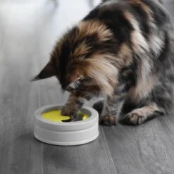 BeOneBreed Intellikatt - Slowfeeder Voor Katten - Voerpuzzel Aanbevolen Door Dierenartsen En Kattengedragsdeskundigen 14 BeOneBreed Intellikatt - Slowfeeder Voor Katten - Voerpuzzel Aanbevolen Door Dierenartsen En Kattengedragsdeskundigen -Merkloos Winkel 1200x1200 243