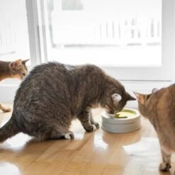 BeOneBreed Intellikatt - Slowfeeder Voor Katten - Voerpuzzel Aanbevolen Door Dierenartsen En Kattengedragsdeskundigen 15 BeOneBreed Intellikatt - Slowfeeder Voor Katten - Voerpuzzel Aanbevolen Door Dierenartsen En Kattengedragsdeskundigen -Merkloos Winkel 1200x1200 244