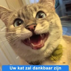 Anti-parasitaire Druppels Tegen Vlooien, Teken, Mijten En Luizen - Voor Katten Vanaf 12 Weken -Merkloos Winkel 1200x1200 45