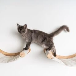 RHRQuality Wandmeubel Wandmontage Klimmuur Kat 53 X 43cm Luxe Hangmat XXL Creme Klim Wand Muur Krabpaal Katten Muurbevestiging -Merkloos Winkel 1200x1200 503