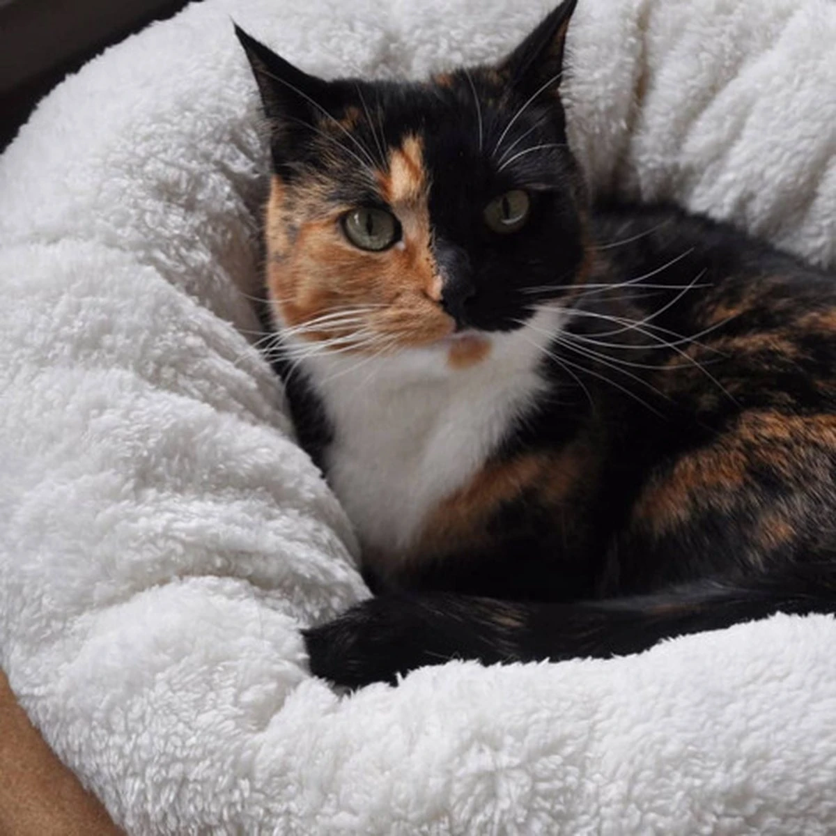 All For Paws Donut Bed – Kattenmand – Biedt Warmte En Comfort Voor Katten Of Kleine Honden – Ø 45cm – Beige – Wasbaar Met De Hand 4 All For Paws Donut Bed – Kattenmand – Biedt Warmte En Comfort Voor Katten Of Kleine Honden – Ø 45cm – Beige – Wasbaar Met De Hand - Afbeelding 4