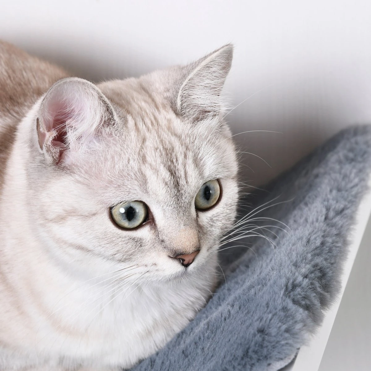 Merkloos Paws And Claws - Cat Shelf – Hangmat Kat – Kattenplank - Kattenbed - Wasbaar – Wandmontage – MDF - Wit 6 Merkloos Paws And Claws - Cat Shelf – Hangmat Kat – Kattenplank - Kattenbed - Wasbaar – Wandmontage – MDF - Wit - Afbeelding 6