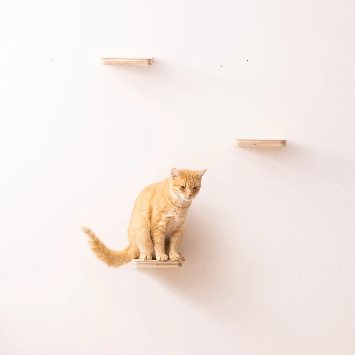 Navaris Katten Klimmuur 3 Tredes - 18 X 18 X 1,5 Cm Per Plankje - Katten Klimwand Van Hout - Inclusief Bevestigingsmateriaal 5 Navaris Katten Klimmuur 3 Tredes - 18 X 18 X 1,5 Cm Per Plankje - Katten Klimwand Van Hout - Inclusief Bevestigingsmateriaal - Afbeelding 5