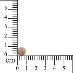 Sensipharm Omniderma Voor Kat, Hondje, Cavia, Konijn - Voedingssupplement Voor Huid En Vacht, Bij Jeuk, Eczeem & Hotspot - 90 Tabletten à 250 Mg -Merkloos Winkel 1200x1200 7