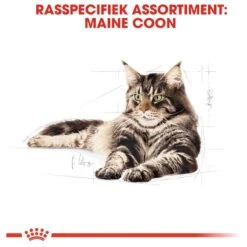Royal Canin Maine Coon Adult - Kattenvoer - 10 Kg 22 Royal Canin Maine Coon Adult - Kattenvoer - 10 Kg -Merkloos Winkel 1200x1200 92