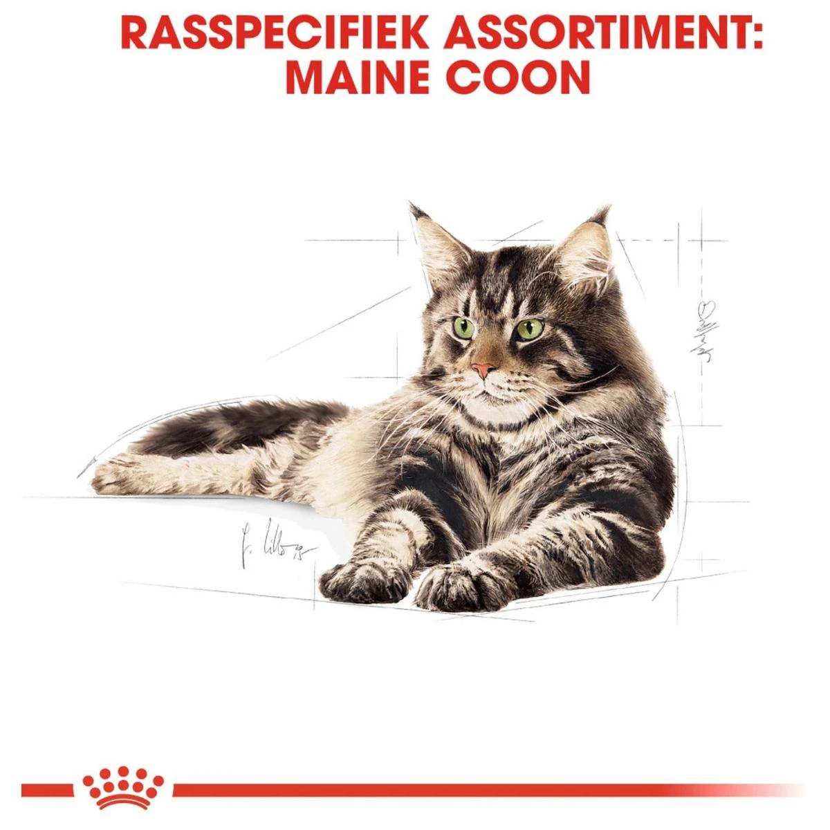 Royal Canin Maine Coon Adult - Kattenvoer - 10 Kg 11 Royal Canin Maine Coon Adult - Kattenvoer - 10 Kg - Afbeelding 11