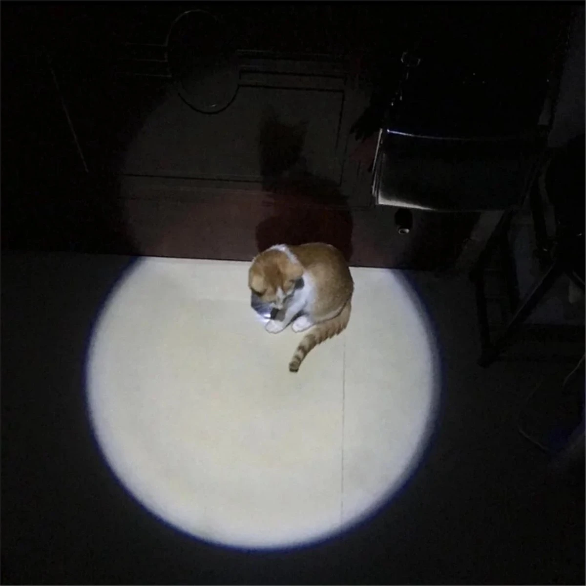 Merkloos Hoogwaardig Laserlampje Voor Katten | USB Oplaadbaar | 7 In 1 Laserpen | Laserpen | Zaklamp | Kattenspeeltje | Kattenspeelgoed | Zilver | Laserpointer Rood/groen | UV Licht 7 Merkloos Hoogwaardig Laserlampje Voor Katten | USB Oplaadbaar | 7 In 1 Laserpen | Laserpen | Zaklamp | Kattenspeeltje | Kattenspeelgoed | Zilver | Laserpointer Rood/groen | UV Licht - Afbeelding 7