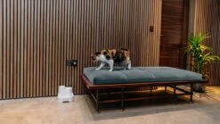 Cat Mate - Waterfontein Kat - Kattenfontein - Drinkfontein Kat - Fluisterstil - Poezen Fontein - Dieren Drinkbakken - Honden Fontein - 2 L 17 Cat Mate - Waterfontein Kat - Kattenfontein - Drinkfontein Kat - Fluisterstil - Poezen Fontein - Dieren Drinkbakken - Honden Fontein - 2 L -Merkloos Winkel 1200x675 4