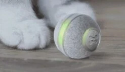 Cheerble Mini Ball 2.0 - Slimme Interactieve Zelf Rollende Bal Voor Katten - 3 Speelmodi - Kattenspeeltjes - USB Oplaadbaar - Rood -Merkloos Winkel 1200x696