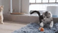 Cheerble Mini Ball 2.0 - Slimme Interactieve Zelf Rollende Bal Voor Katten - 3 Speelmodi - Kattenspeeltjes - USB Oplaadbaar - Rood -Merkloos Winkel 1200x701 2