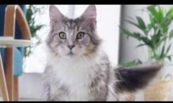 Purina ONE Urinary Care - Kip - Kattenvoer - 800 G 27 Purina ONE Urinary Care - Kip - Kattenvoer - 800 G -Merkloos Winkel 1200x720