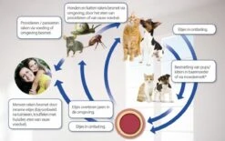 Beaphar Milquestra Kleine Kat/kitten - 0,5 Tot 4 Kg - 2 Tabletten 14 Beaphar Milquestra Kleine Kat/kitten - 0,5 Tot 4 Kg - 2 Tabletten -Merkloos Winkel 1200x751 2