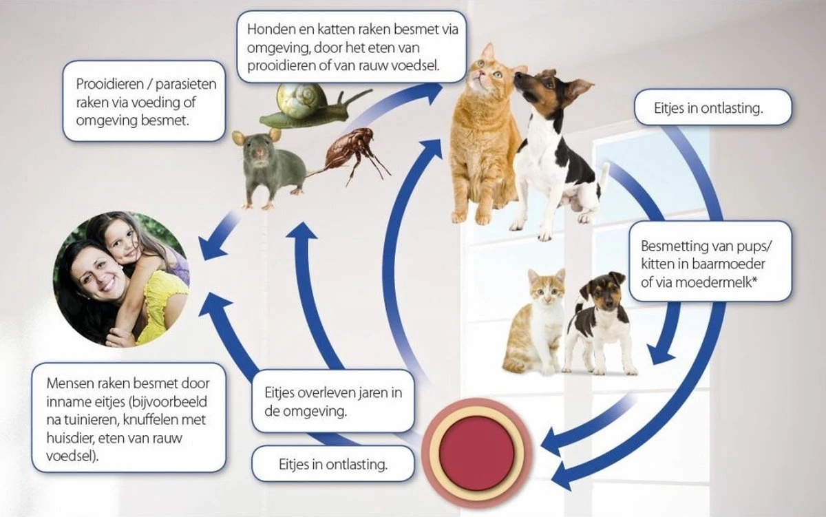 Beaphar Milquestra Kleine Kat/kitten - 0,5 Tot 4 Kg - 2 Tabletten 4 Beaphar Milquestra Kleine Kat/kitten - 0,5 Tot 4 Kg - 2 Tabletten - Afbeelding 4