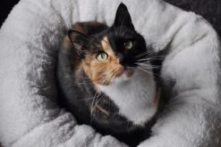 All For Paws Donut Bed – Kattenmand – Biedt Warmte En Comfort Voor Katten Of Kleine Honden – Ø 45cm – Beige – Wasbaar Met De Hand 8 All For Paws Donut Bed – Kattenmand – Biedt Warmte En Comfort Voor Katten Of Kleine Honden – Ø 45cm – Beige – Wasbaar Met De Hand -Merkloos Winkel 1200x796 1