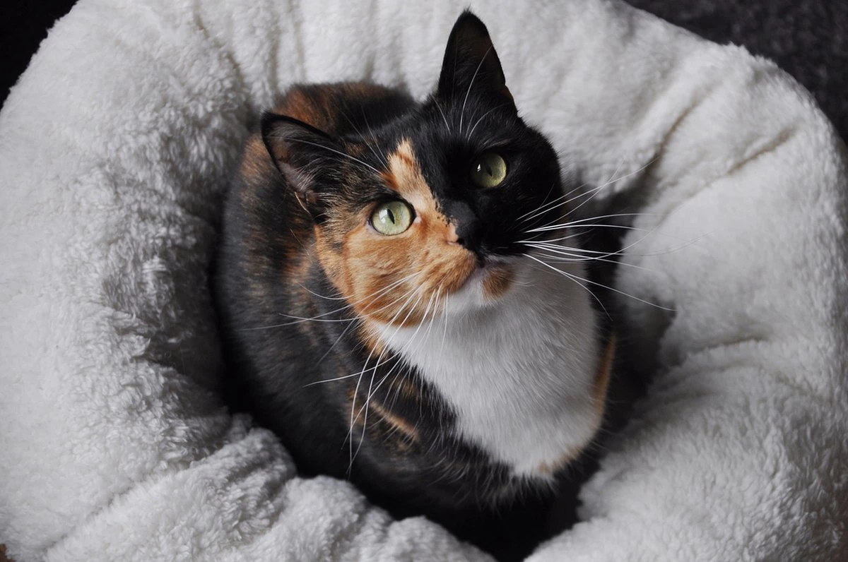 All For Paws Donut Bed – Kattenmand – Biedt Warmte En Comfort Voor Katten Of Kleine Honden – Ø 45cm – Beige – Wasbaar Met De Hand 3 All For Paws Donut Bed – Kattenmand – Biedt Warmte En Comfort Voor Katten Of Kleine Honden – Ø 45cm – Beige – Wasbaar Met De Hand - Afbeelding 3