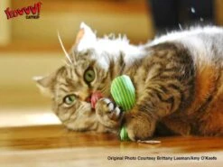 Yeowww! Stinkies Sardientje - Rood Met Sterren - 7.5 Cm - Catnip Kattenkruid ( Kattenspeeltjes ) -Merkloos Winkel 1200x899 7