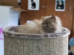 Petrebels Dome 80 Krabton Voor Katten -Cappuccino - Ø 45 X 80 Cm - Stabiel 13 Petrebels Dome 80 Krabton Voor Katten -Cappuccino - Ø 45 X 80 Cm - Stabiel -Merkloos Winkel 1200x900 17