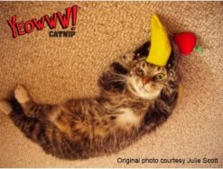 Yeowww! Chicata Banana - Speeltje Voor Katten Met Kattenkruid - De Meest Krachtige Catnip Ter Wereld – Onweerstaanbaar – Katoen – 17.7 Cm - Geel -Merkloos Winkel 1200x907 4