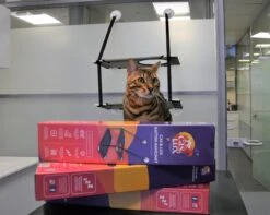 Cas & Lux Relaxerende Hangmat Voor Katten - Inclusief 2 Niveau's Met Sterke 30kg Draagkracht - Kattenhangmat - Kattenhangmat Raam – Kattenmand - Kattenhuis - Kattenkussen - Hangmat Kat - Kattenbed -Merkloos Winkel 1200x959 1