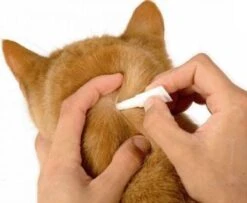 Beaphar Fiprotec Kat - Vlooienbestrijding - >1 Kg - 4 Pipetten 10 Beaphar Fiprotec Kat - Vlooienbestrijding - >1 Kg - 4 Pipetten -Merkloos Winkel 1200x987