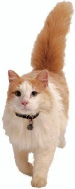 Petsafe 980 Kattenluik Magneetsleutel - Zilver -Merkloos Winkel 478x1200