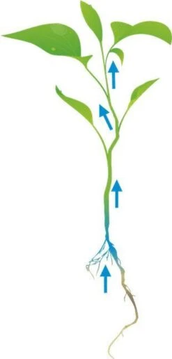 Cat's Best Smart Pallets - Kattenbakvulling - 10 L -Merkloos Winkel 574x1200 3